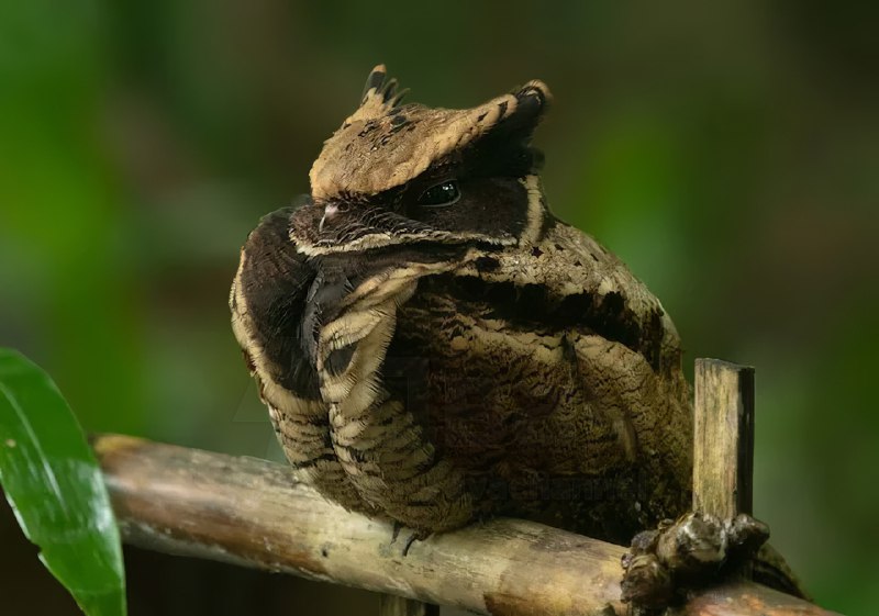 Это большой ушастый козодой — птица, которая больше всех остальных в мире похожа на дракона
Какой ж