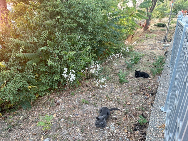 Анапские коты №3
#котоохота