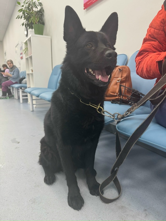 Петергоф!
Чья овчарка!? Хозяин,отзовись!
🛑🛑🛑
Друзья, ...