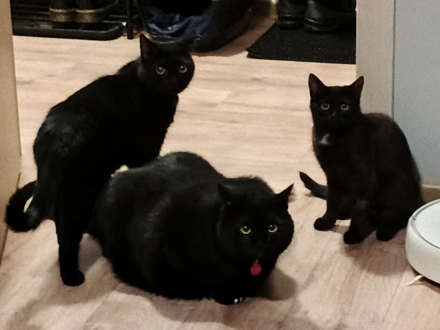 Мать запретила грызть щёточку от пылесоса 🥺