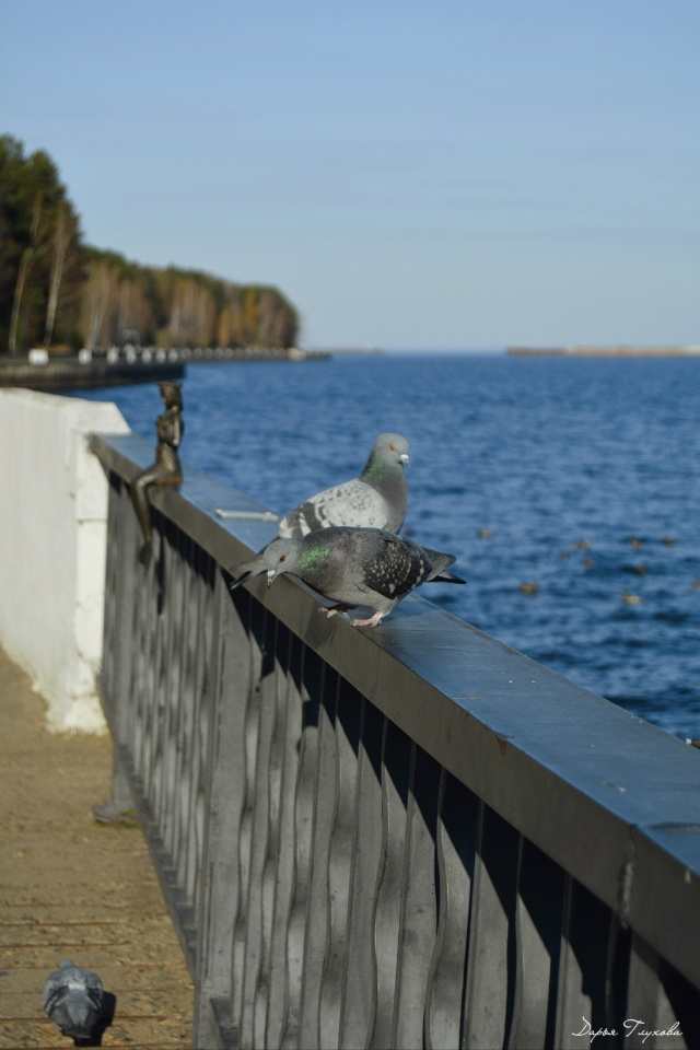 Количество солнечных дней сокращается.
Как поднимает?...