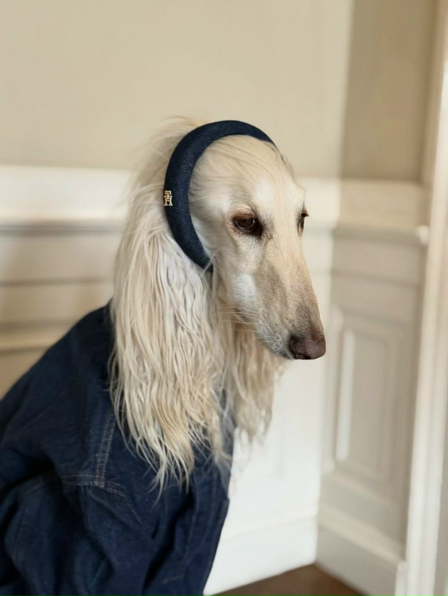 Собака с длинной шелковой шерстью и аристократичным в?...