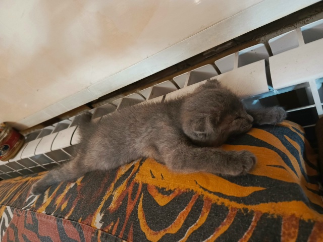 Опять подкинули котят, грязные больные, видимо печенью...