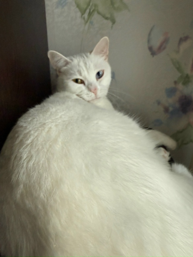 Бляцки осуждающий сугроб
#КошкаСветлана