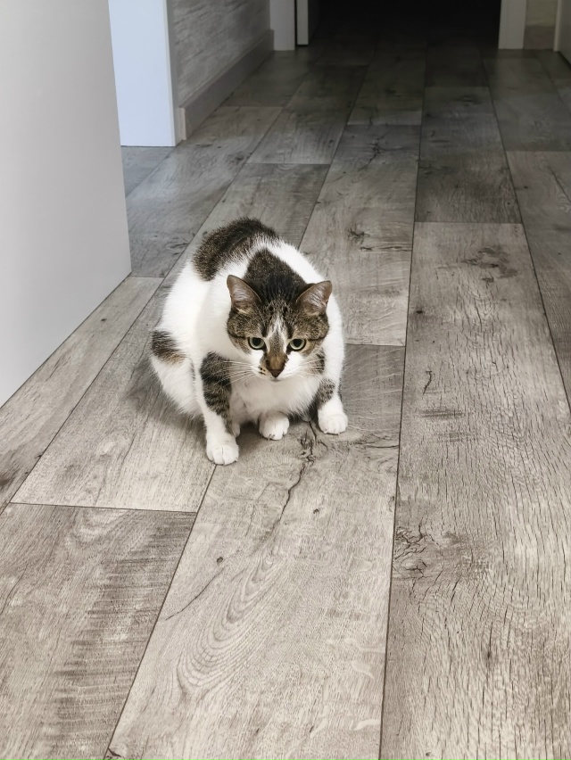 Киборг убийца версия 6.0