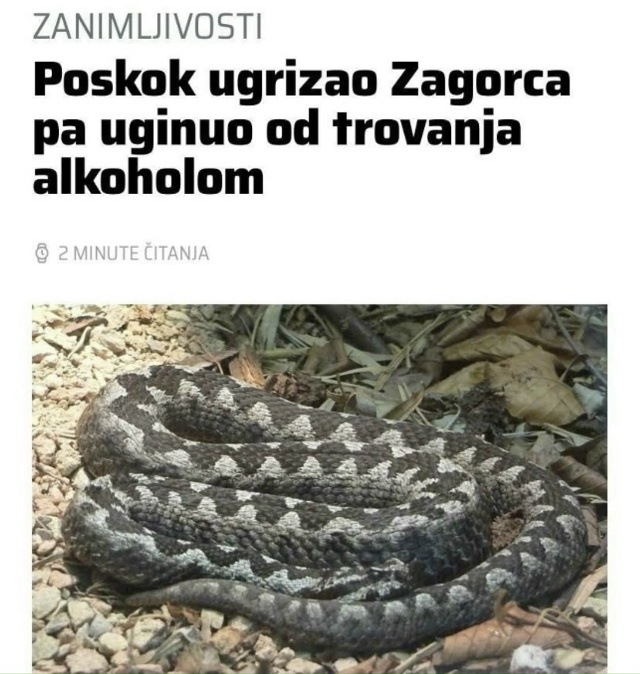 В Хорватии ядoвитая гадюка умерла после того, как укуси...