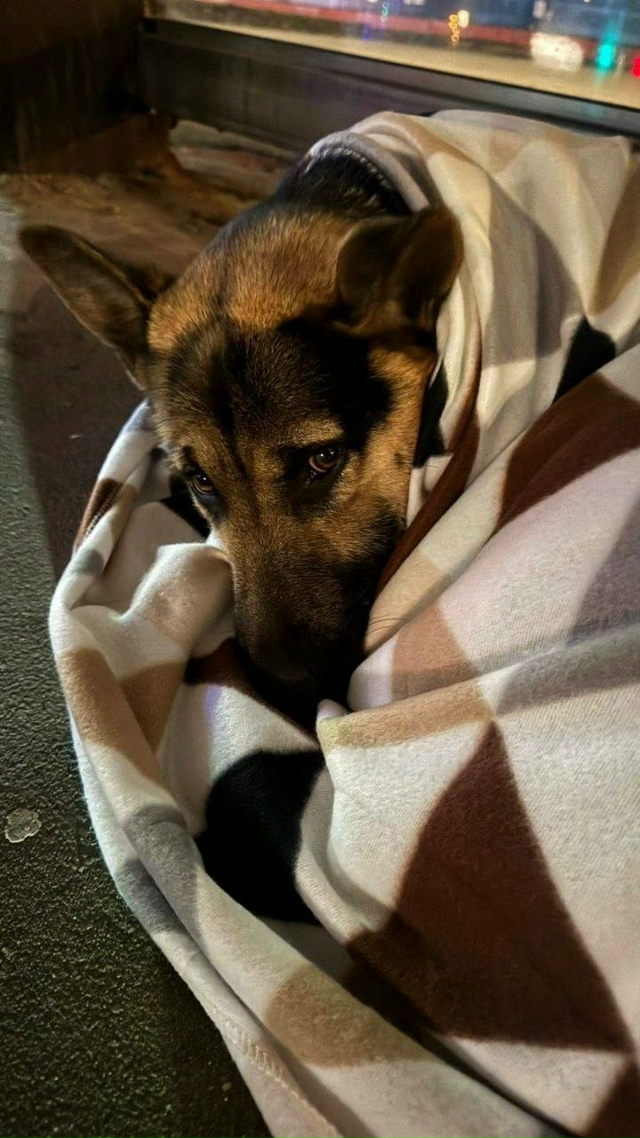 Собака, потерявшая хозяина, была найдена в электричке ?...