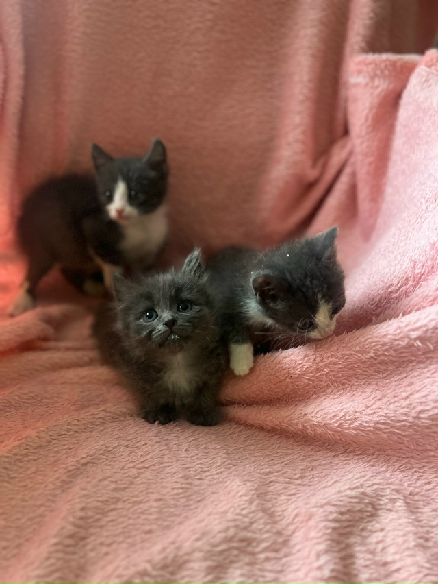 Котята в добрые руки! История у малышей следующая: 3 сен...