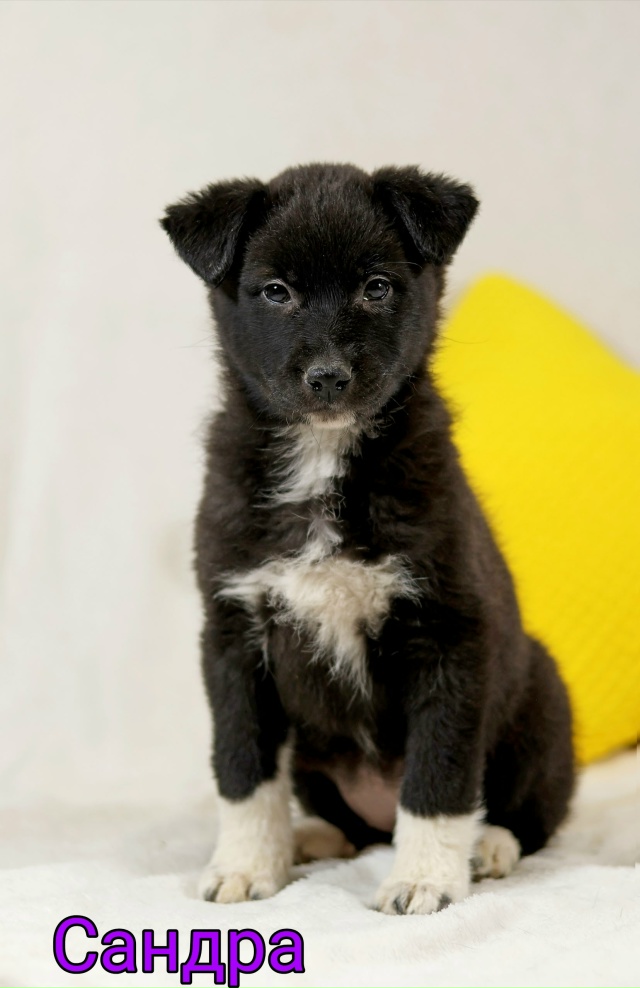 💝ОТДАЮТСЯ ЩЕНКИ В ДОБРЫЕ РУКИ 💝
🙌 Представляем ваш?...