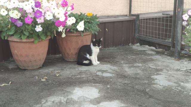 Отдам котят в хорошие руки, ласковые, 2 черно белых маль...