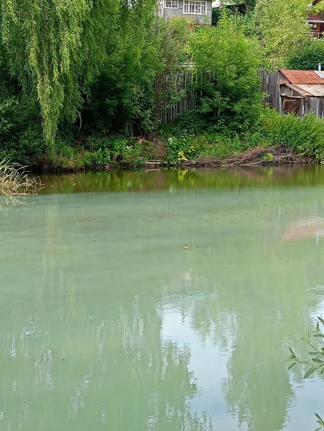Вчера, 17.07.2025 в воду залива, впадающего выше Камской ГЭС...