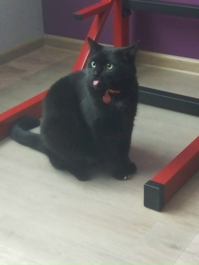 Смешной толстый чёрный кот смотреть бесплатно