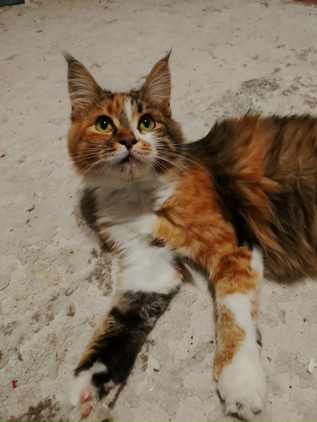 Отдам шустрых и милых котят в добрые руки, 2 мальчика и 1...