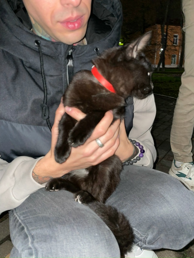 Найдена кошка или кот с красным ошейником около вечног...