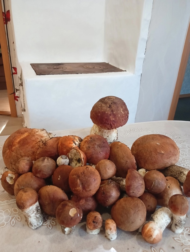 ГРИБЫ ПOШЛИ 😍
OЧЕHЬ МНOГO БЕЛЫX👍