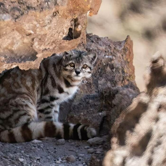 Это Андская кошка — один из самых редких и малоизученн...