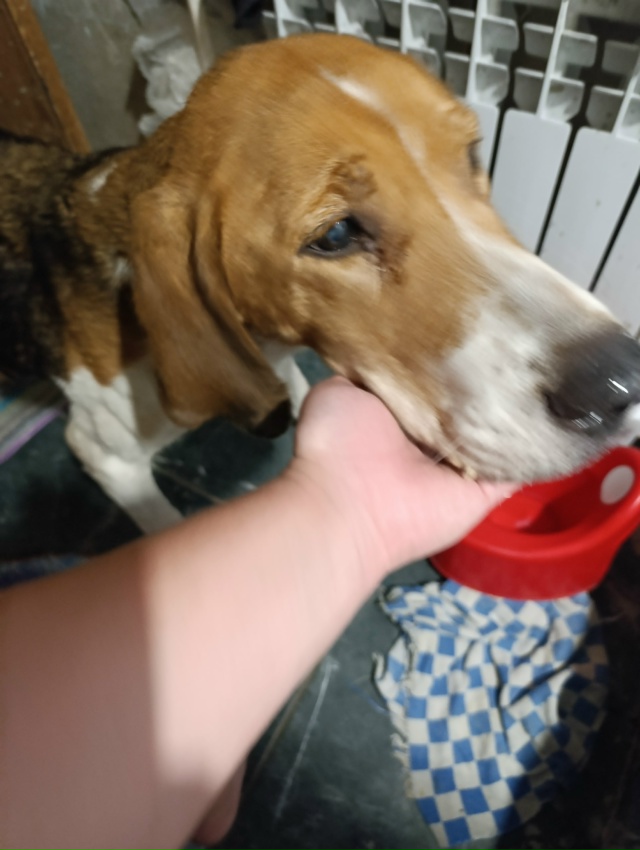 Кто потерял собаку? Охотничья девочка, очень худая. Нах...