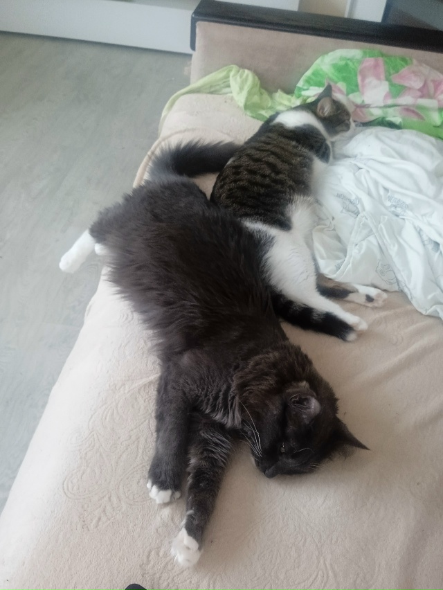 Мишаня и Мурзик беззаботно отдыхают от утреннего тыгы?...