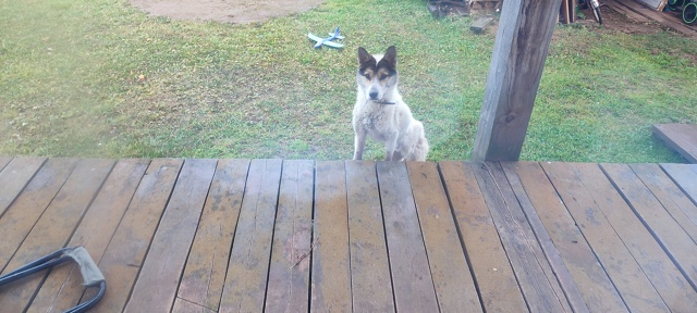 Кобель с ошейником, очень худой. Утром находился на Мая...