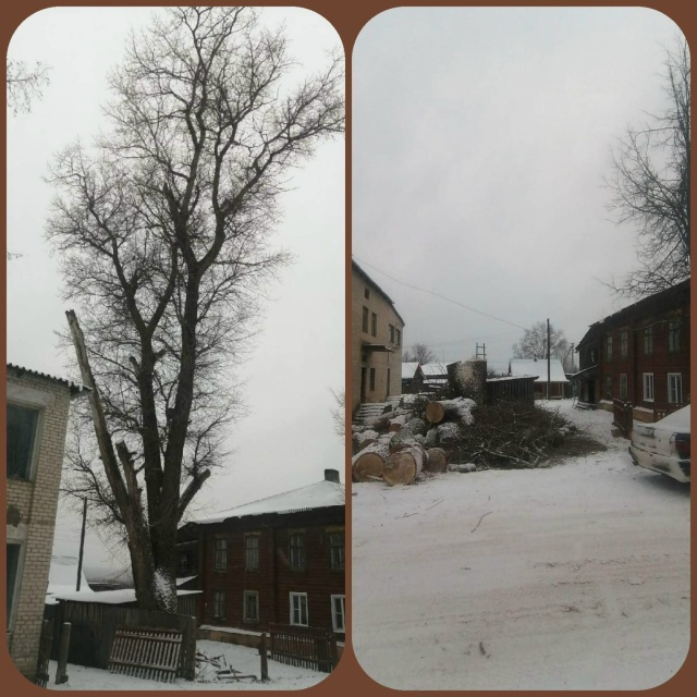 СПИЛИМ ЛЮБОЕ ДЕРЕВО (рядом с домами, проволами, заборам...