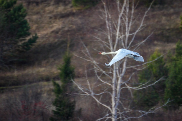 Завораживающая красота лебединого полёта.