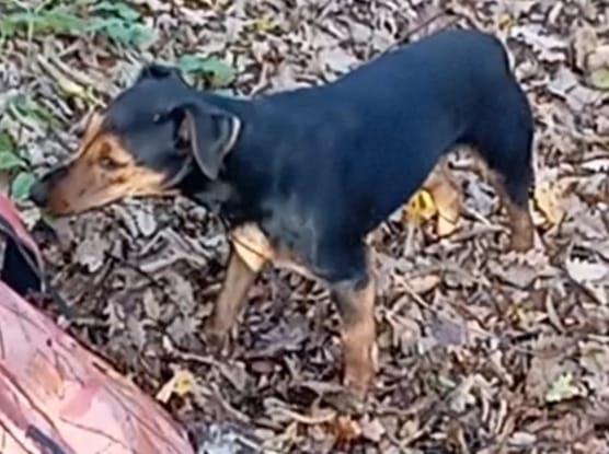 Потерялась собака породы ягдтерьер. Нашедшему позвони...