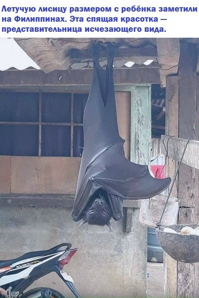 Летучая лисица.