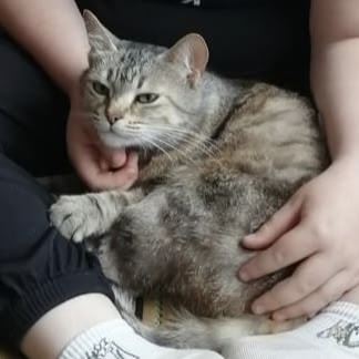 Поиски продолжаются🤞
Пропала кошка в д. Лыткино
899998406...