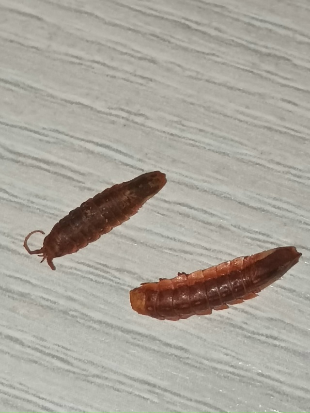 Нам пишут:
Лично купил на лесной поляне в пивнухе около...