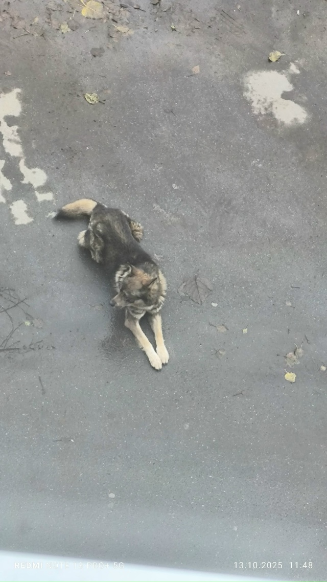 Уже холодает, пес на улице, жалко.. Может кто может взят?...
