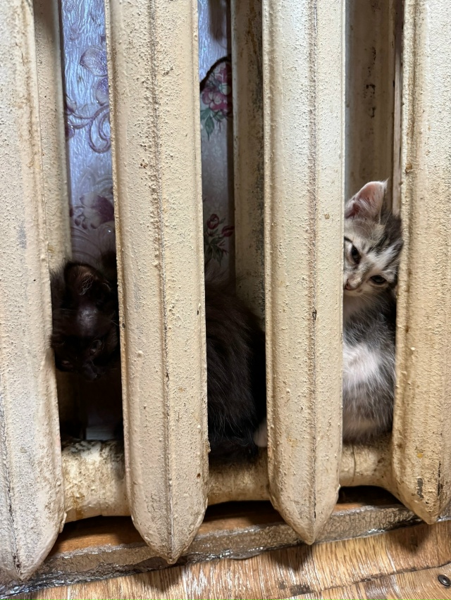 ❗Отдам котят в добрые руки❗
Ищу заботливых хозяев дл...