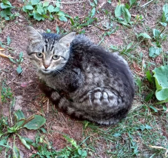 Летом появился на даче,взять домой не можем,очень ласк?...