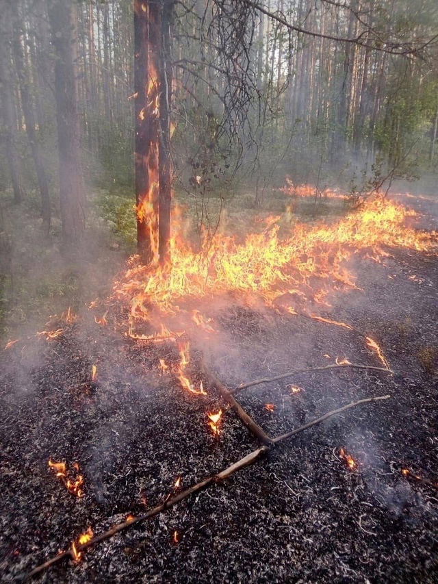 🔥 Жители Заполярья продолжают жечь костры на природе,...