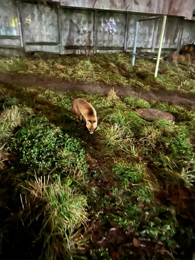 Лисичка ночью ходит греться к люку за Речным училищем ?...