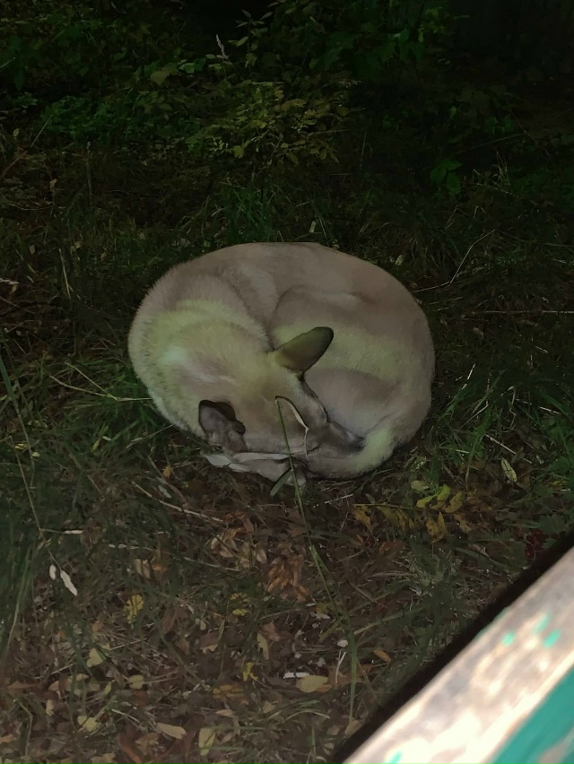 Несколько дней в Апатитах гуляет пес, в первые дни был ?...