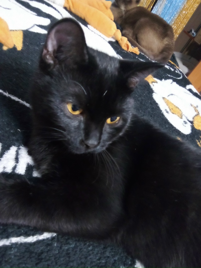 Маленький трехлапый Малевич готовится смотреть сны 💓