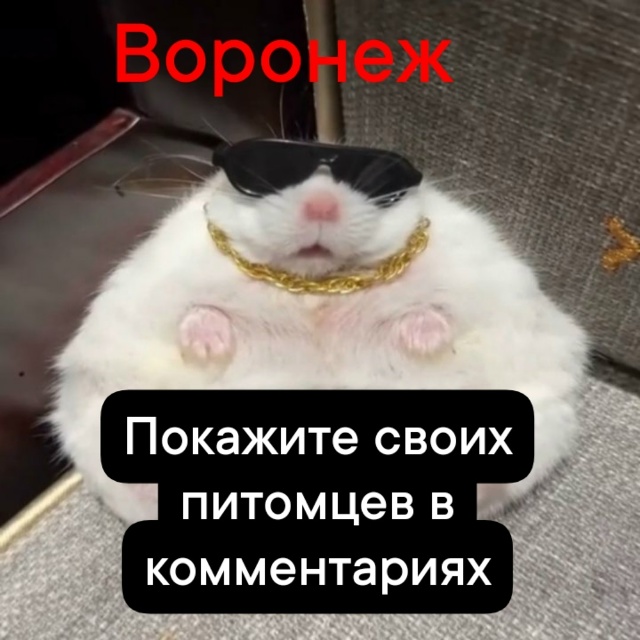 Кидайте в комменты ваших пушистых и пернатых