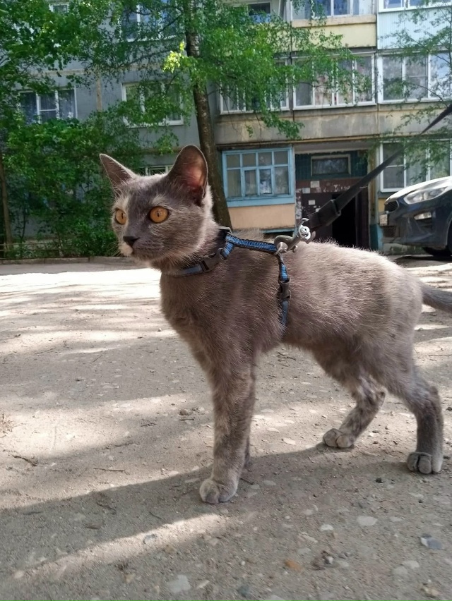 АСЯ! 🆘️
Сегодня ещё домашняя, а завтра уже станет без?...