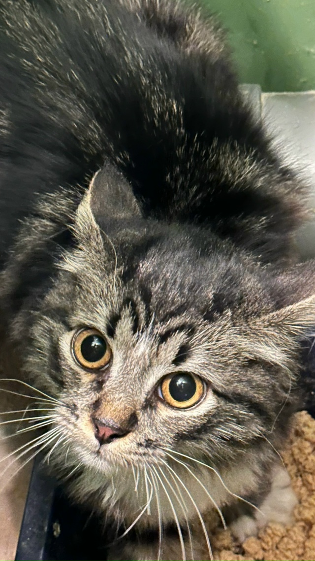 Чья потеряшка? Выпала с окна в 12 кв, молодая, испугана,п?...