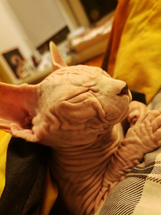 #сфинксМасяня
Наше маленькое лысое чудо,любит кушать,б...