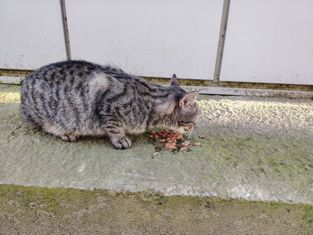 Возле магазина Пятёрочка в Колтушах бегает молодой ко?...