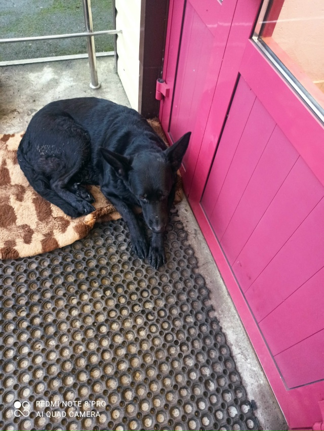 Собака у железнодорожного техникума. Чья девочка. Т890451...