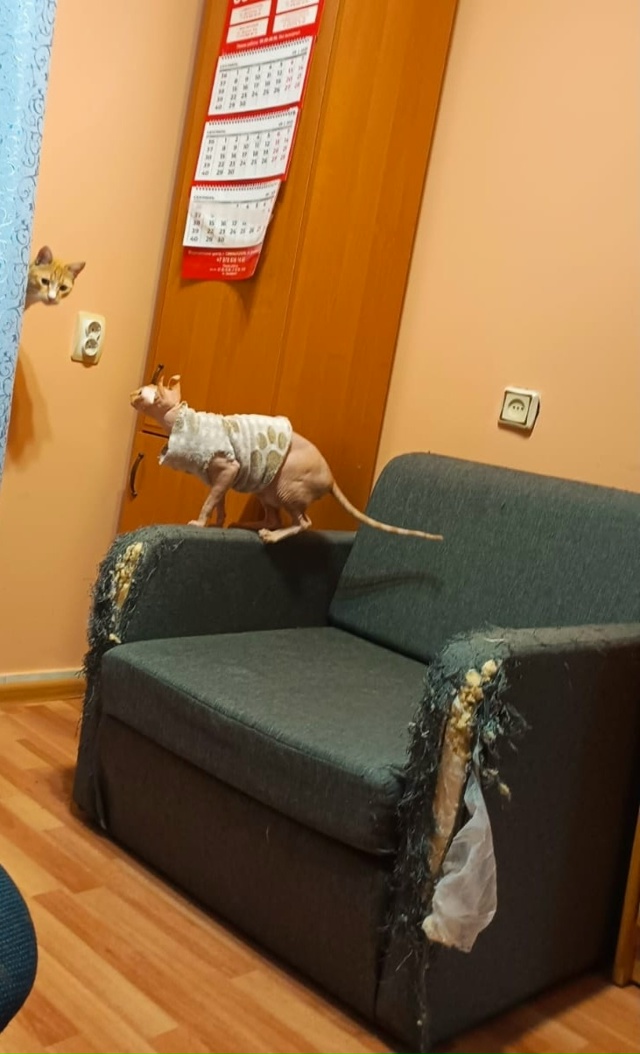 - А вот кому дизайнера! Кому дизайнера предложить! Диза?...