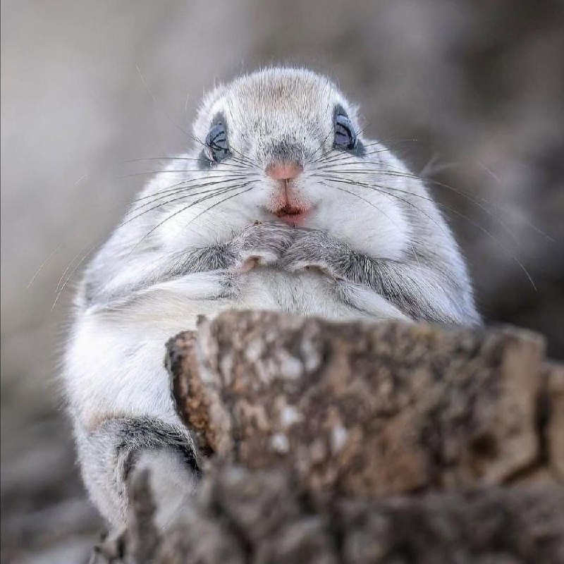 Милота дня: фотографу удалось заснять сибирскую белку-летягу.
Обычно скрытное животное выбралось и