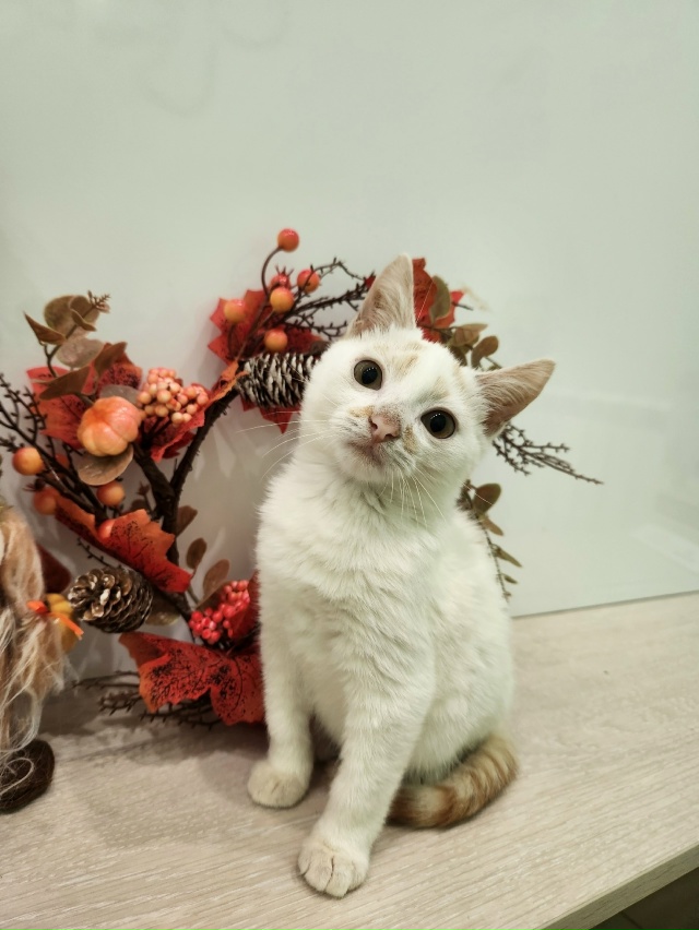 ВОЛГОРЕЧЕНСК ❗
ДВУМ БРАТИКАМ, БИБЕ И БОБЕ ОЧЕНЬ НУЖЕН...