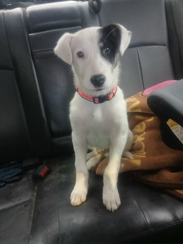 Найден щенок с ошейником. Видимо домашний. Бегал на ул ?...