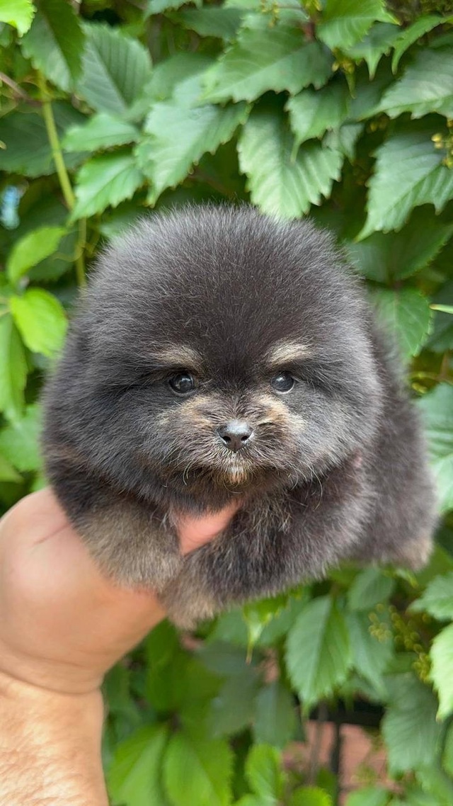 🐾 ЩЕНКИ ПОМЕРАНСКОГО ШПИЦА КОРОЛЕВСКОГО ТИПА 🐾
🌟 Эк...