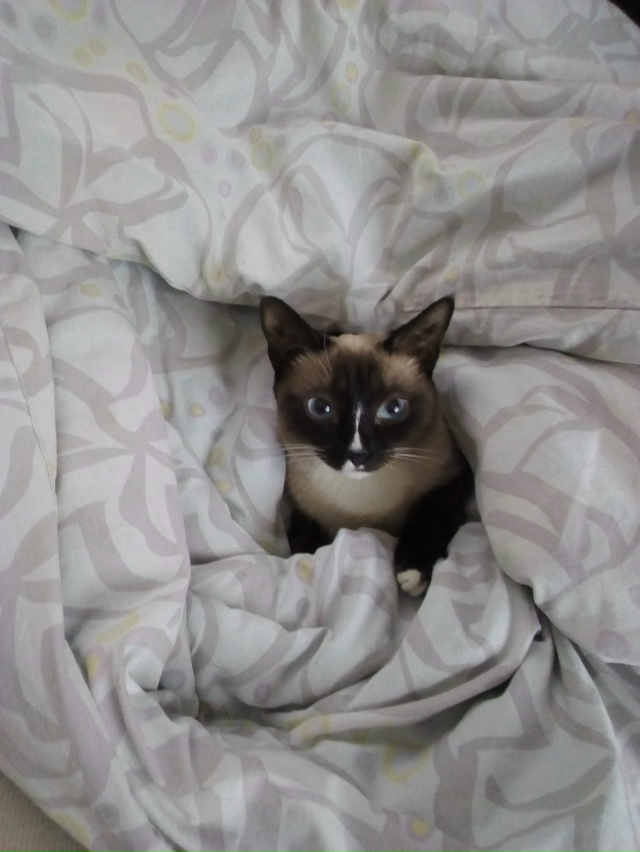 Самая Мжвячная кошка - Санёк!