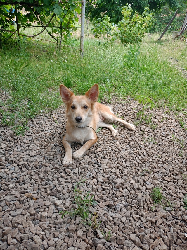 Пропала собака! Снова.... Живёт у первой поликлиники, на ...