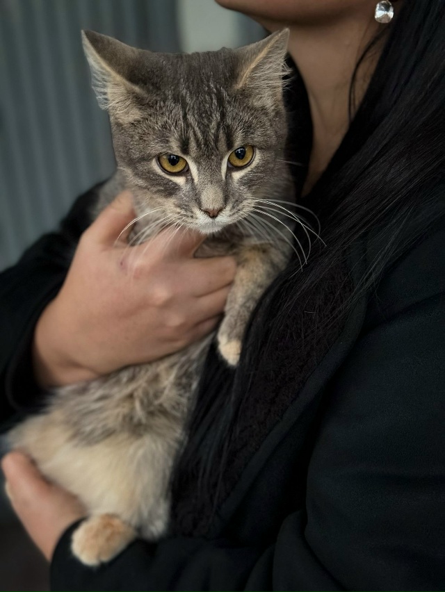 Здравствуйте. Срочно нужен дом котику. Он так и сидит н?...